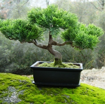 miniature-bonsai-tree.jpg